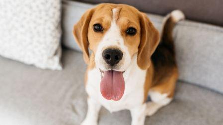Mild-mannered beagle