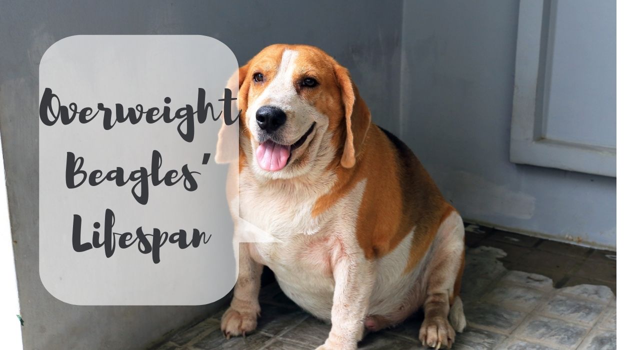 Overweight Beagles’ Lifespan
