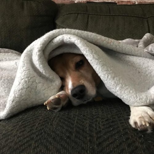 Reasons Beagles Like To Sleep Under The Covers