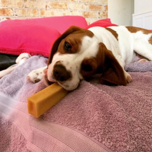 Reward Your Beagle With Tasty Treats