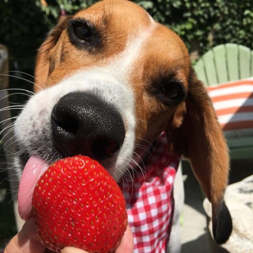Safe ways to feed beagle strawberries