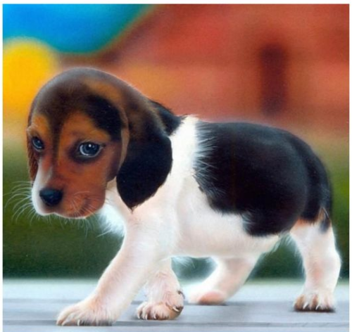 Blue Eyes in Beagle