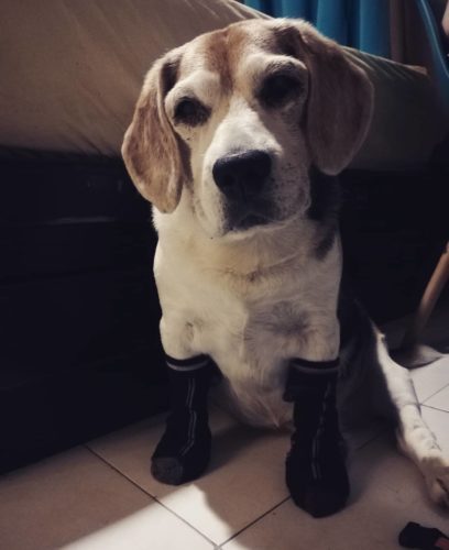 Seasonal Beagle Allergy