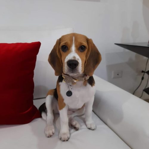 Small and easy to maintain Beagle