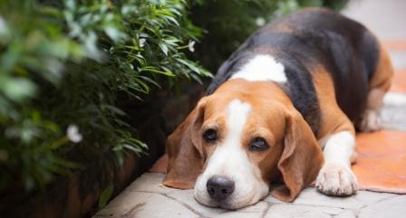 Stressed Beagle