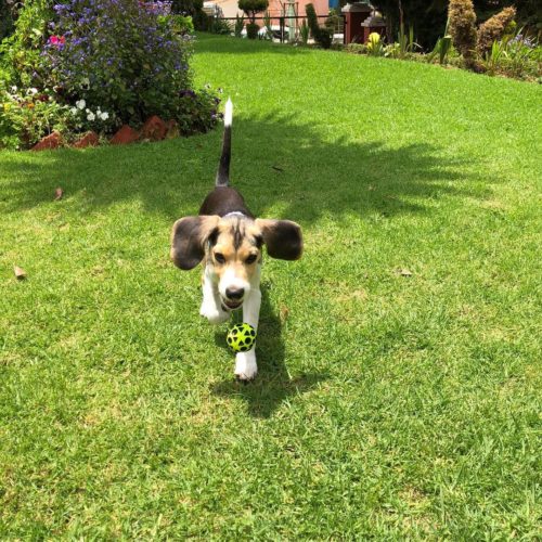 Throw A Ball With Beagle