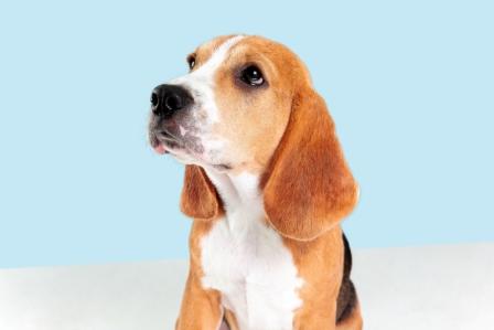 Understanding the temperament of Beagles