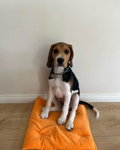 Ways To Potty Train Your Beagle