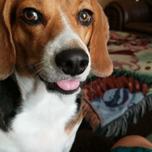 Why Are Beagles Prone to Allergies