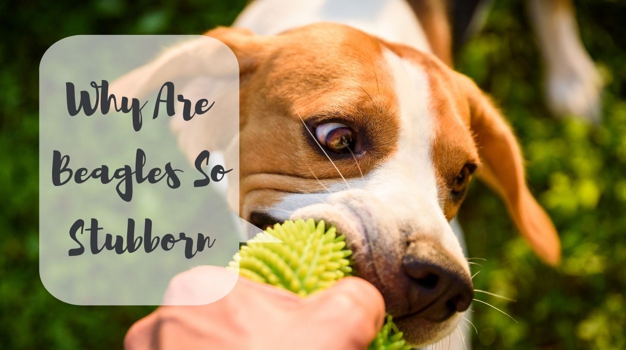 Why Are Beagles So Stubborn