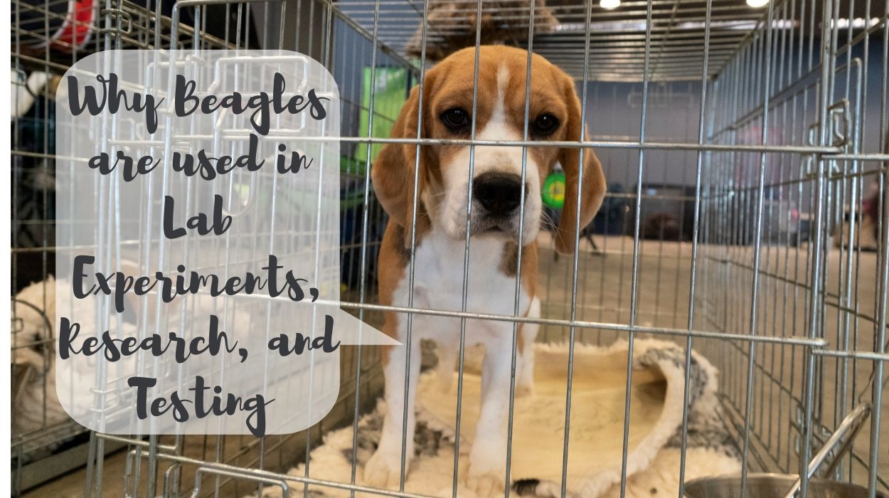 Why Beagles are used in Lab Experiments, Research, and Testing