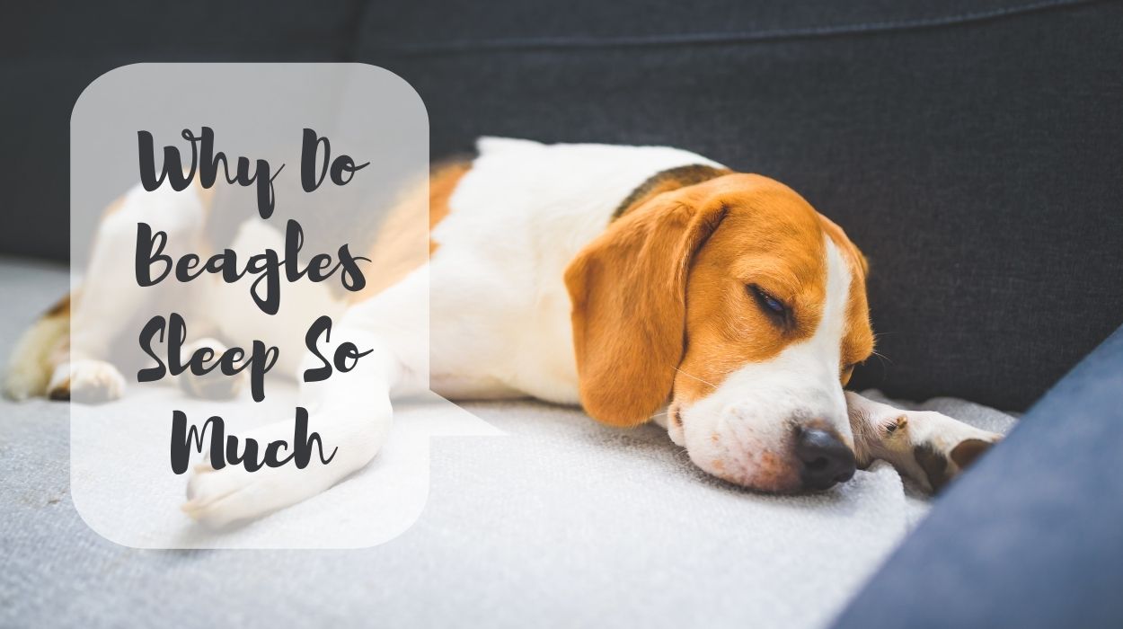 Why Do Beagles Sleep So Much