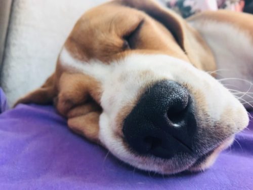 Why Do Beagles Sleep So Much