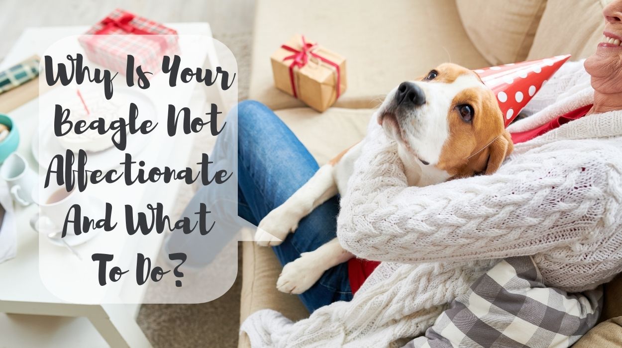 Why Is Your Beagle Not Affectionate And What To Do