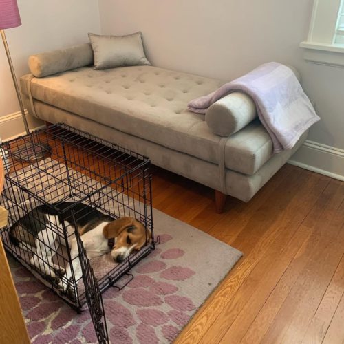 Why should you put your Beagle Puppies in a crate