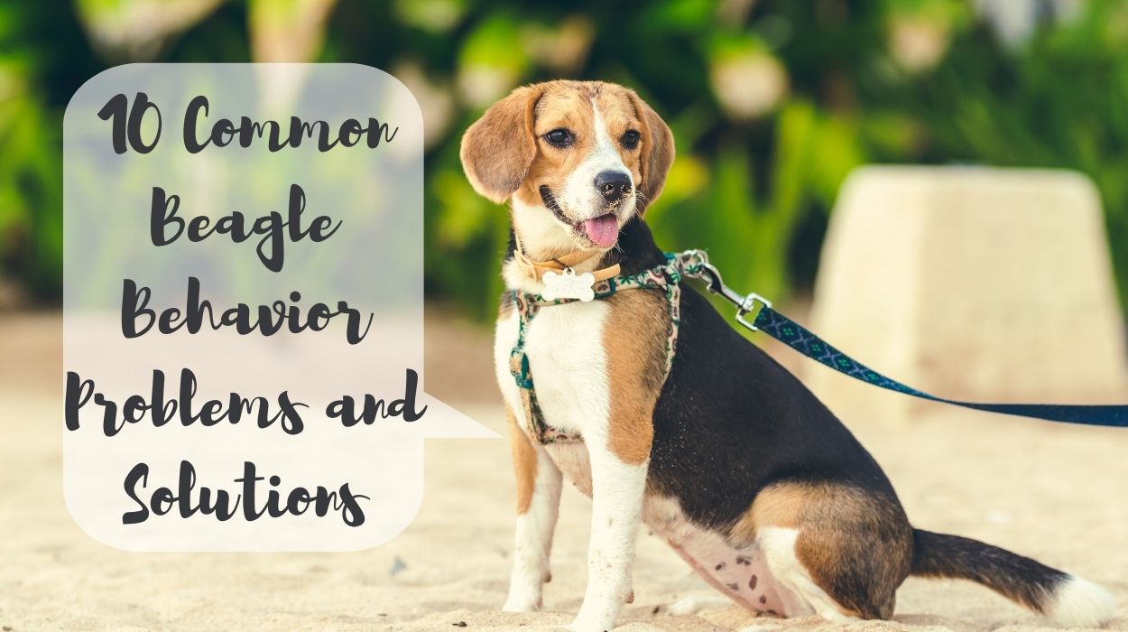 10 Common Beagle Behavior Problems and Solutions