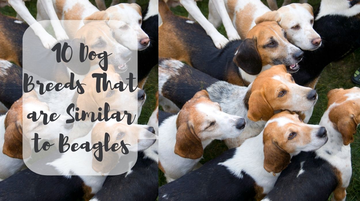 10 Dog Breeds That are Similar to Beagles