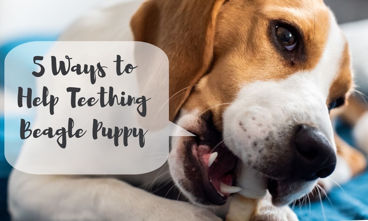 5 Ways to Help Teething Beagle Puppy