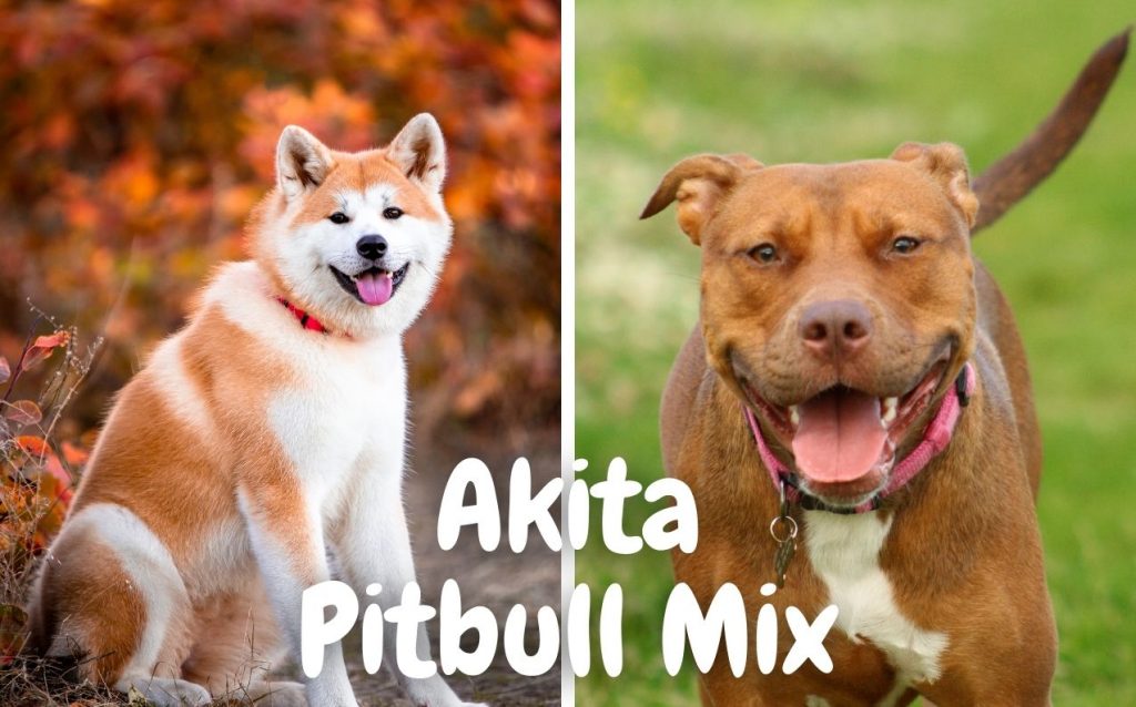 Akita Pitbull Mix