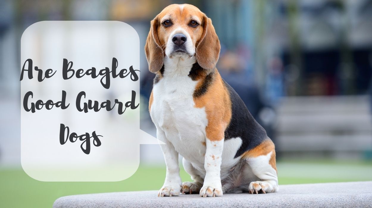 Are Beagles Good Guard Dogs
