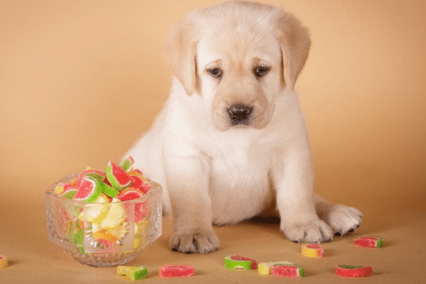 Are gummy bears safe for dogs 
