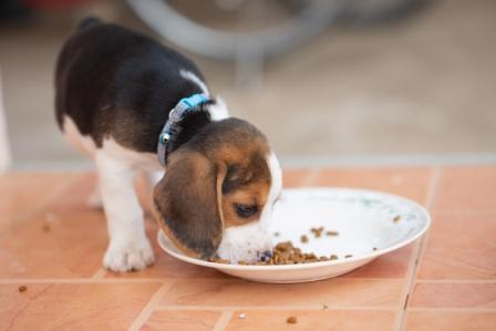 Beagle Diet Change