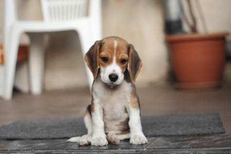 Beagle Puppy Teething