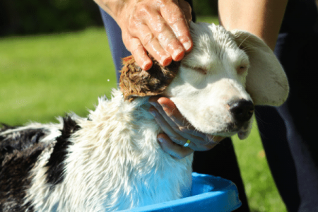 Benefits of bathing your Beagle regularly