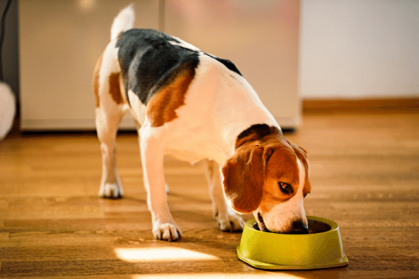 Benefits of feeding your dog cardamom