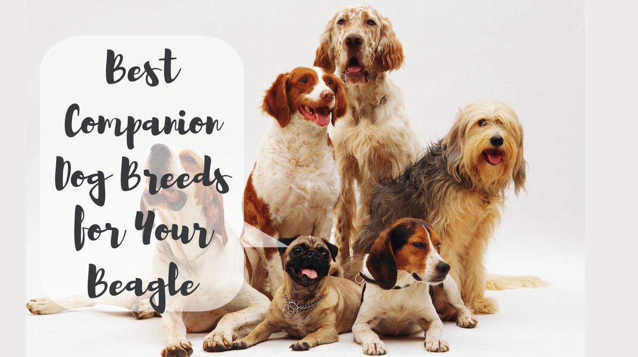 Best Companion Dog Breeds for Your Beagle