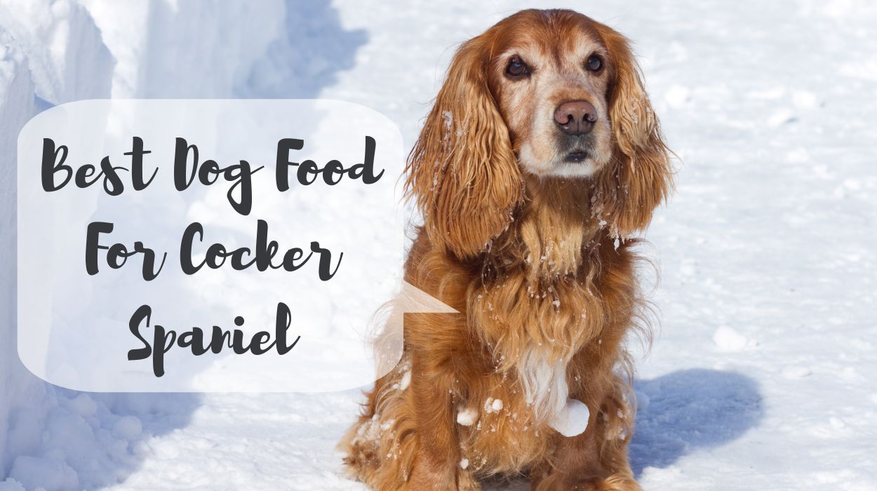Best Dog Food For Cocker Spaniel (According to Veterinarians)