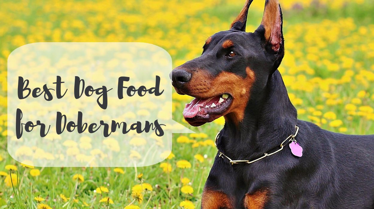 Best Dog Food for Dobermans