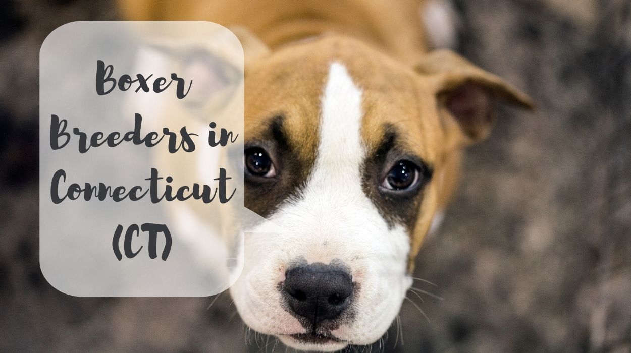 Boxer Breeders in Connecticut (CT)