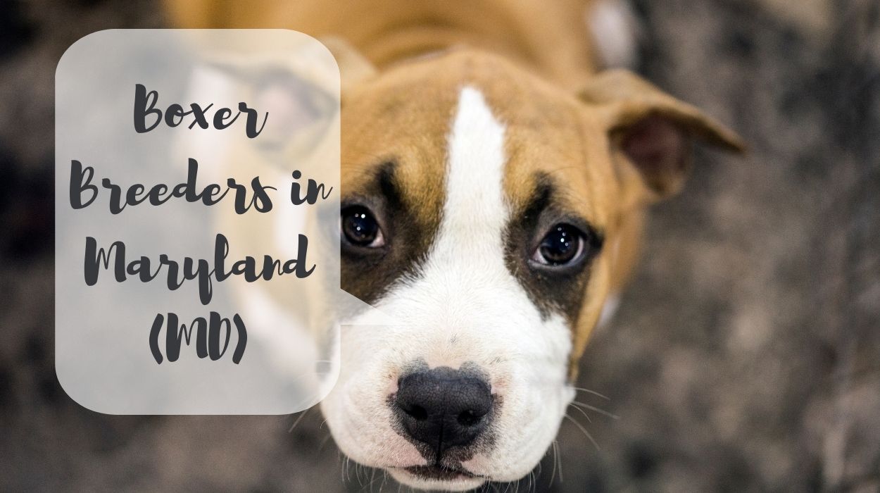 Boxer Breeders in Maryland (MD)