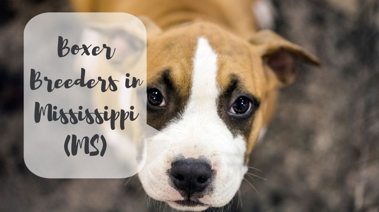 Boxer Breeders in Mississippi (MS)