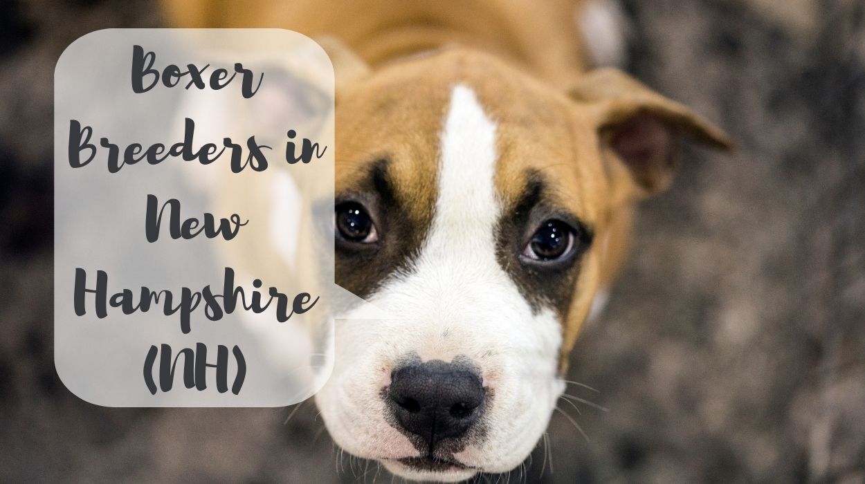 Boxer Breeders in New Hampshire (NH)