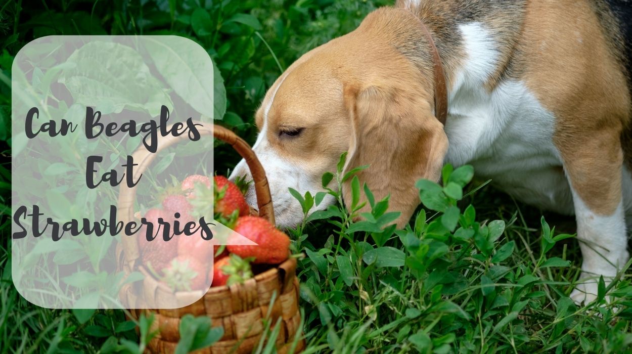 Can Beagles Eat Strawberries
