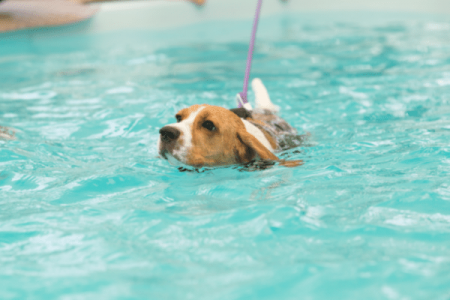 Can Beagles swim naturally