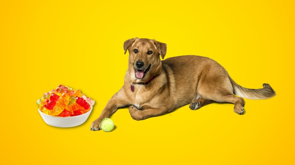 Can Dogs Eat Gummy Bears