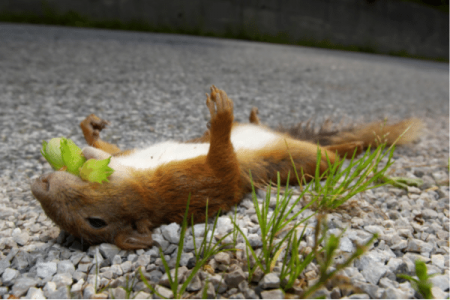 Can Eating a Dead Squirrel Kill Your Dog 