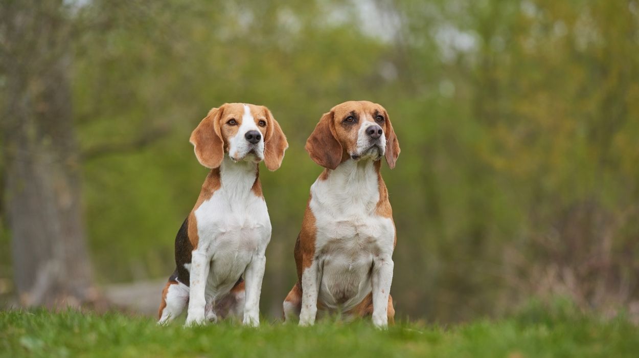 Can Two Beagles Live Together