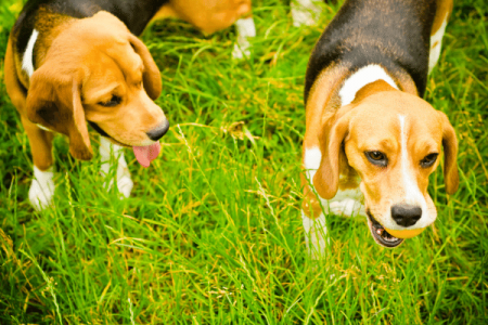 Can Two Female Beagles Live Together