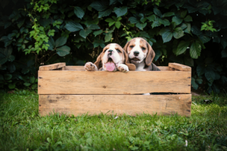 Can Two Male Beagles Live Together