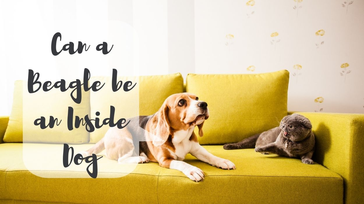 Can a Beagle be an Inside Dog