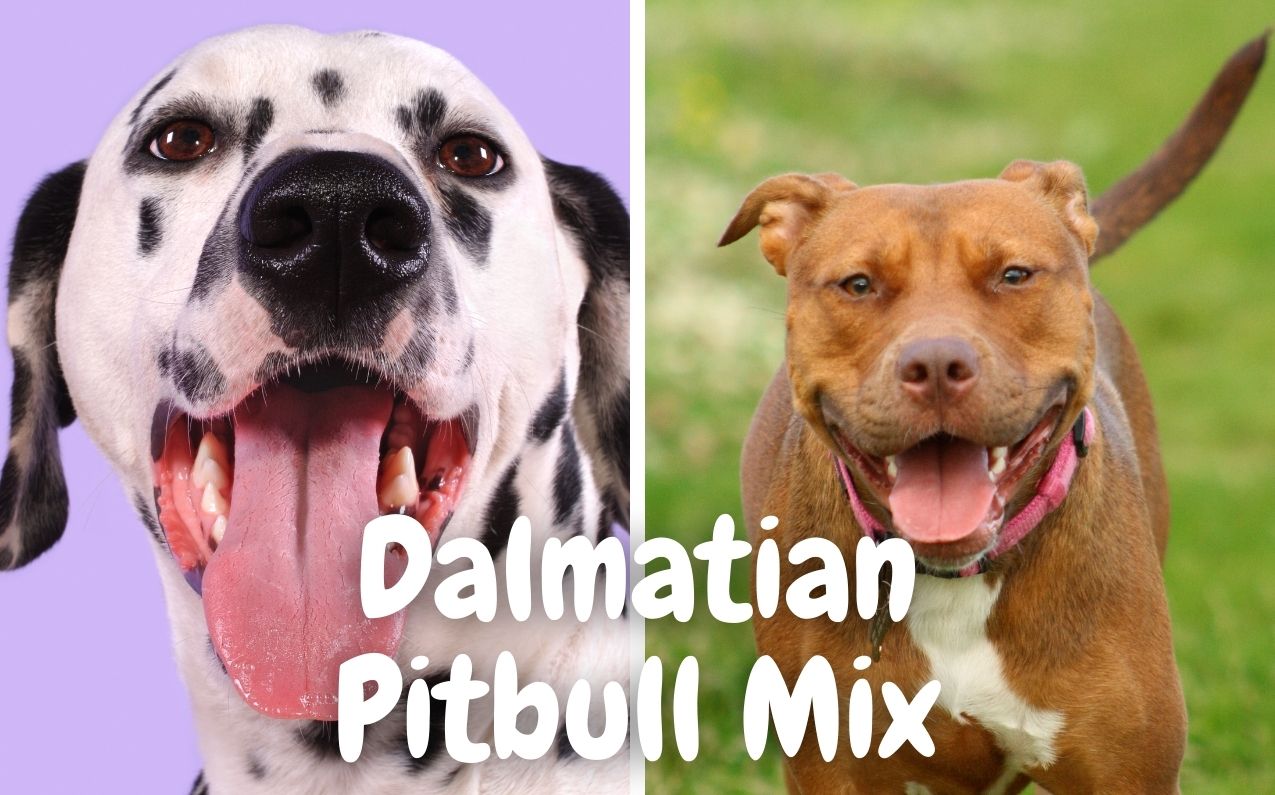 Dalmatian Pitbull Mix