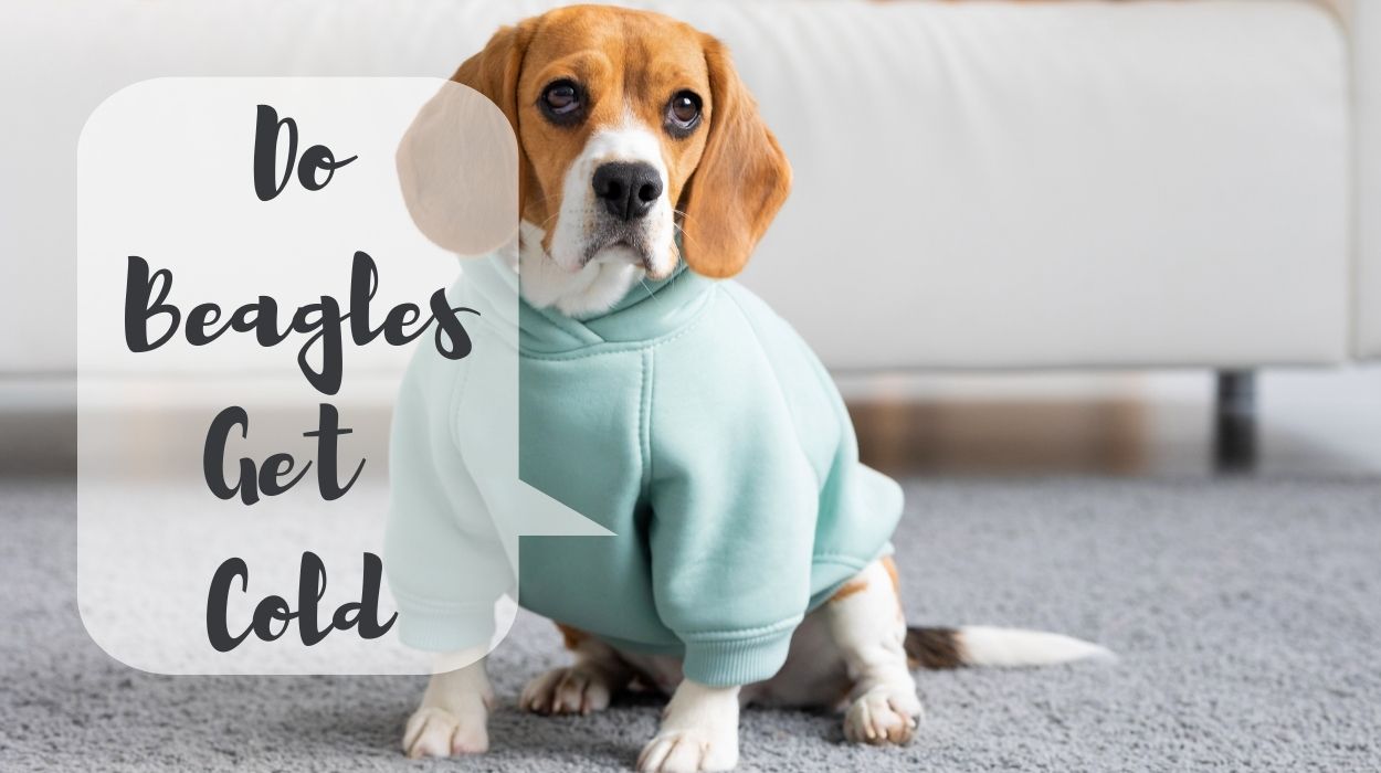 Do Beagles Get Cold