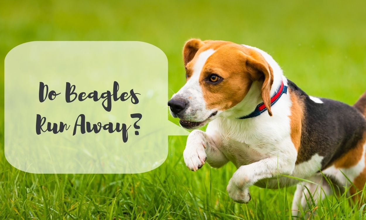 Do Beagles Run Away?