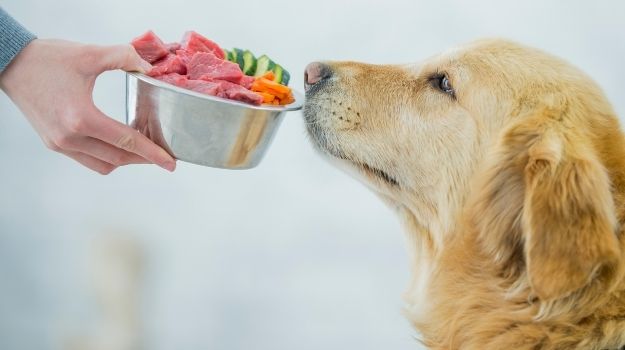 Dog Proper Diet