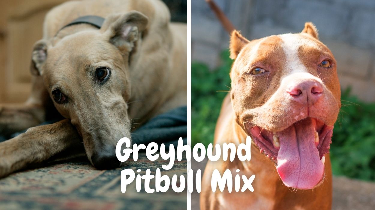 Greyhound Pitbull Mix