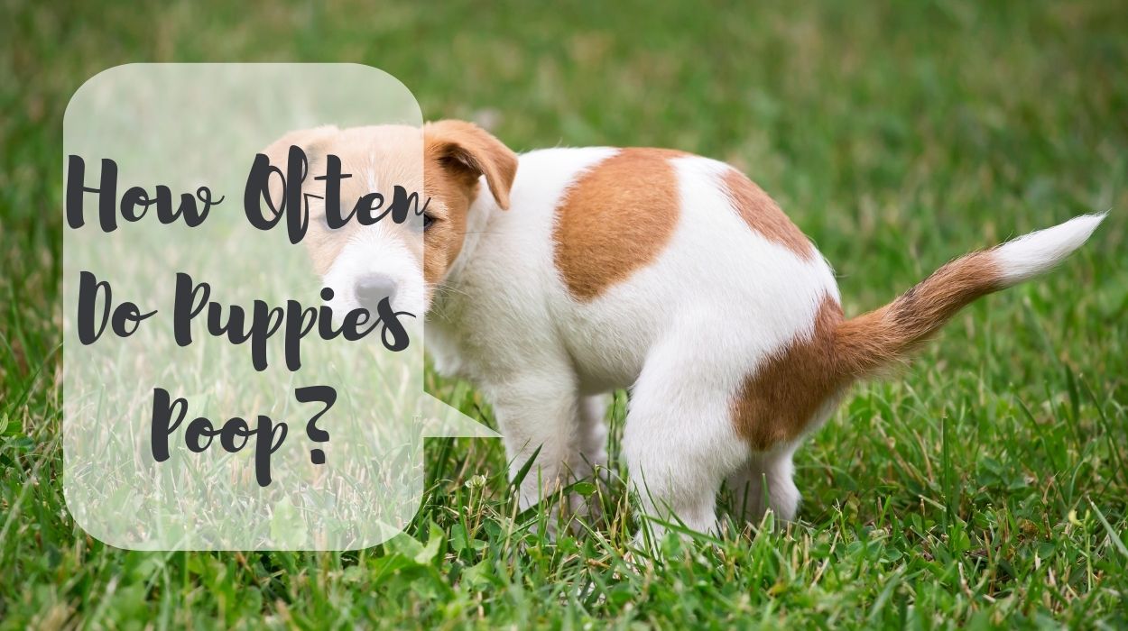 How Often Do Puppies Poop?
